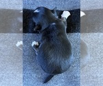 AKC Renault - Male Chihuahua Puppy for Sale - Photo #4