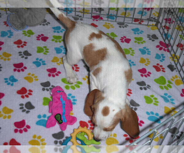 Medium Photo #3 Beagle Puppy For Sale in ORO VALLEY, AZ, USA