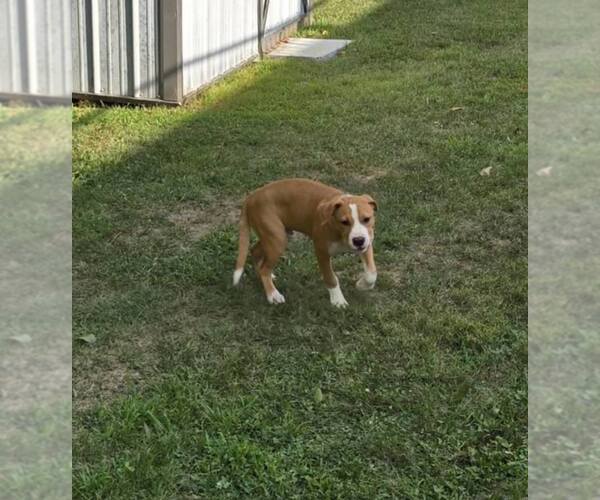Medium Photo #2 Boxer-Unknown Mix Puppy For Sale in Burnsville, MN, USA