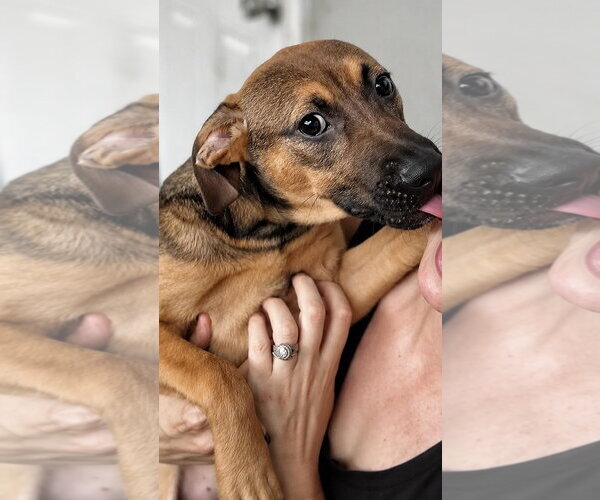 Medium Photo #2 Dachsador Puppy For Sale in Pompano Beach , FL, USA