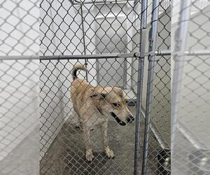German Shepherd Dog Dogs for adoption in Temple, TX, USA