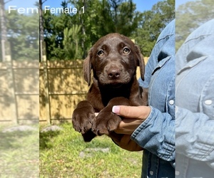 Labrador Retriever Puppy for sale in OCALA, FL, USA