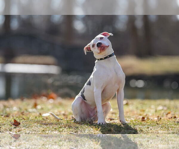Medium Photo #22 American Pit Bull Terrier-Unknown Mix Puppy For Sale in Germantown, OH, USA