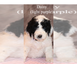 Puppy Daisy Poodle (Standard)
