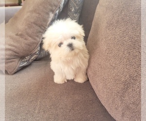 Maltese Puppy for Sale in SANTA CLARITA, California USA