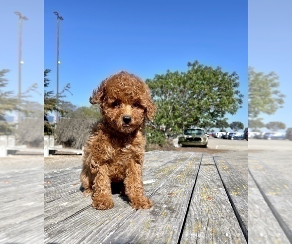Medium Photo #32 Poodle (Toy) Puppy For Sale in HAYWARD, CA, USA