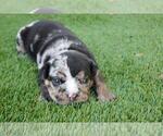 Small Photo #2 English Bulldog Puppy For Sale in GREAT FALLS, VA, USA