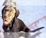 Small Photo #9 Cane Corso Puppy For Sale in WOODLAND HILLS, CA, USA