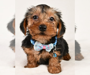 Yorkshire Terrier Puppy for sale in LOWELL, MA, USA