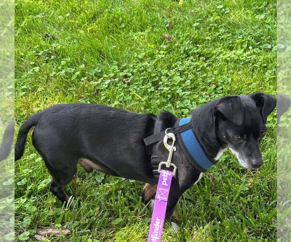 Medium Photo #8 Chiweenie Puppy For Sale in Portland, IN, USA