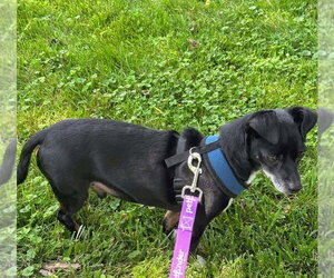Alfie - Male Chiweenie Dog for Adoption - Photo #8