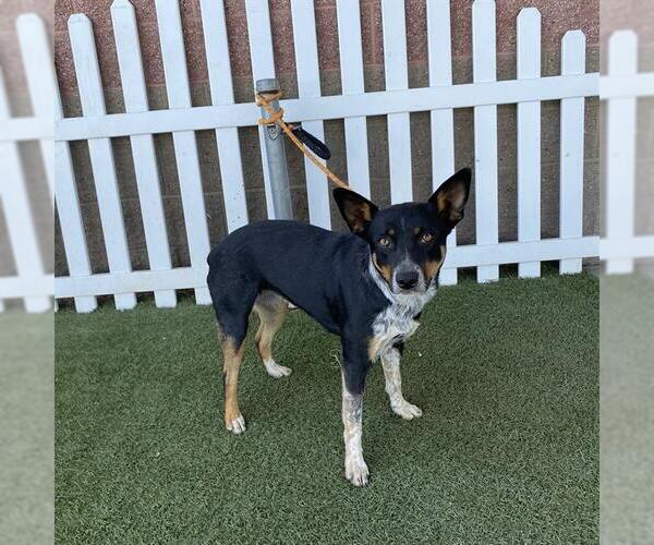 Medium Photo #1 Mutt Puppy For Sale in Modesto, CA, USA