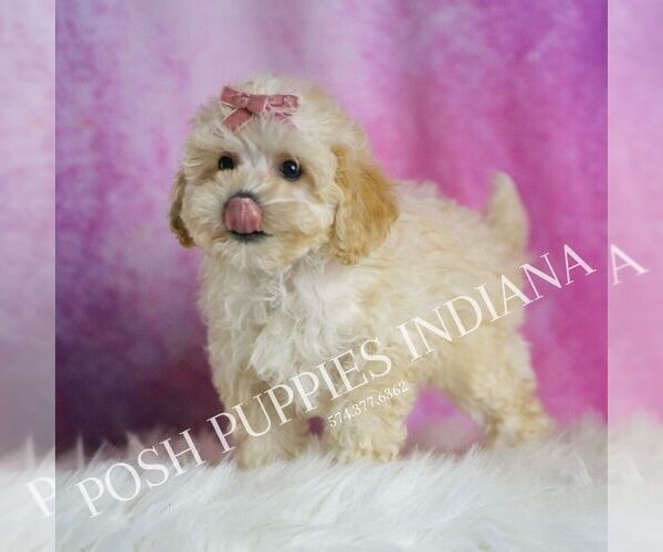 Medium Photo #6 Maltipoo (Toy) Puppy For Sale in WARSAW, IN, USA