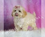 Small #5 Maltipoo (Toy)