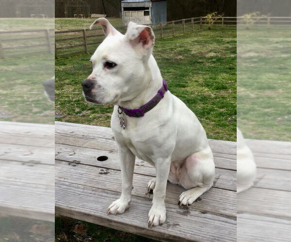 Medium Photo #3 Boxer-Unknown Mix Puppy For Sale in New York, NY, USA