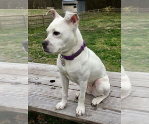 Cloud - Female Boxer-Unknown Mix Dog for Adoption - Photo #3