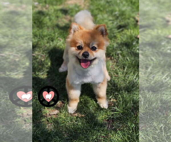 Medium Photo #2 Pomeranian Puppy For Sale in Lebanon, PA, USA