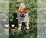 Small #1 Pomeranian