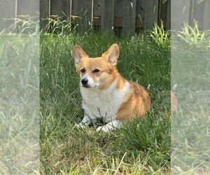 Mother of the Pembroke Welsh Corgi puppies born on 08/08/2025