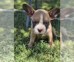 Puppy Nugget Faux Frenchbo Bulldog