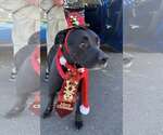 Small #13 Labrador Retriever Mix