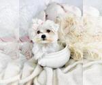 Image preview for Ad Listing. Nickname: Litter of 9