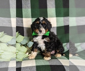 Miniature Bernedoodle Puppy for sale in OXFORD, PA, USA