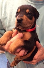 Doberman Pinscher Puppy for sale in BAKERHILL, AL, USA