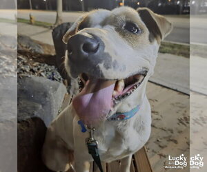 Lilith - Female Mutt Dog for Adoption - Photo #7