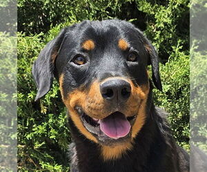 Rottweiler-Unknown Mix Dogs for adoption in Albuquerque, NM, USA
