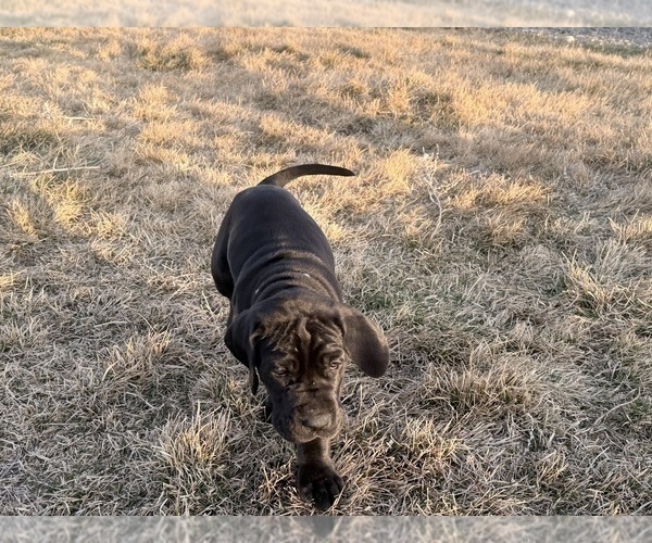Medium Photo #8 Great Dane Puppy For Sale in OLATHE, CO, USA