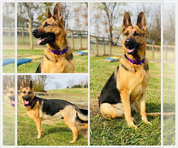 Medium Photo #2 German Shepherd Dog Puppy For Sale in Westminster, MD, USA