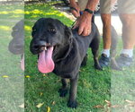 Small #9 Labrador Retriever Mix