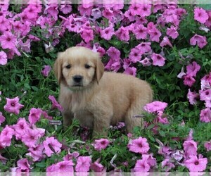 Golden Retriever Puppy for sale in FREDERICKSBURG, OH, USA