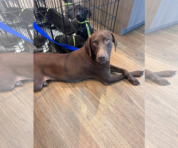 Medium Photo #4 Labrador Retriever Puppy For Sale in Fort Worth, TX, USA