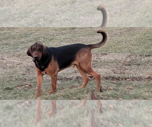 Bloodhound Puppy for sale in BLUFFTON, IN, USA
