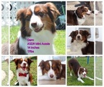 Small Photo #1 Miniature American Shepherd Puppy For Sale in RIVERVIEW, FL, USA