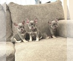 Small #2 French Bulldog
