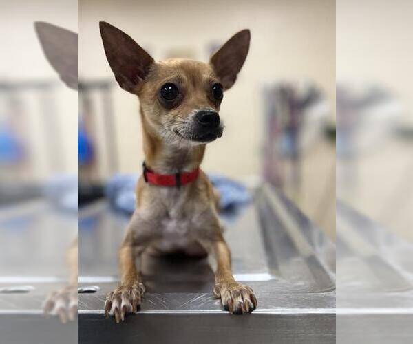 Medium Photo #1 Chihuahua Puppy For Sale in Center Township, PA, USA