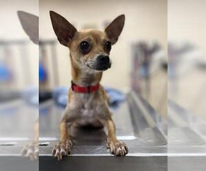 Chihuahua Dogs for adoption in Center Township, PA, USA