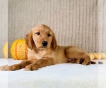 Rocco - Male Golden Retriever Puppy for Sale - Photo #4