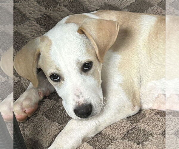 Medium Photo #2 Labrador Retriever-Unknown Mix Puppy For Sale in Rockaway, NJ, USA