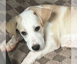Small #1 Labrador Retriever Mix