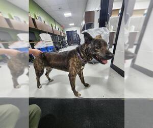 Labrador Retriever Dogs for adoption in Temple, TX, USA