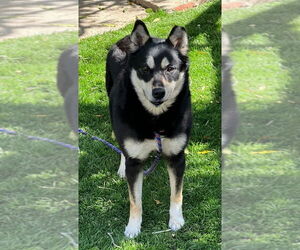 Huskies -Shiba Inu Mix Dogs for adoption in Dana Point, CA, USA