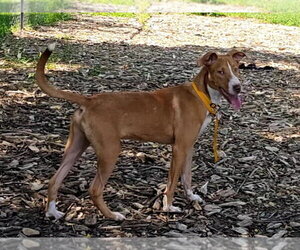 Jet - Male Mutt Dog for Adoption - Photo #6