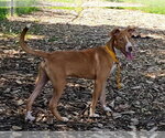 Small #5 Mutt