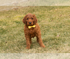 Irish Doodle Puppy for sale in NAPPANEE, IN, USA