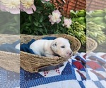 Small #7 Dalmatian