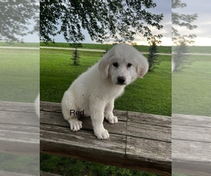Great Pyrenees Puppy for sale in PAULLINA, IA, USA